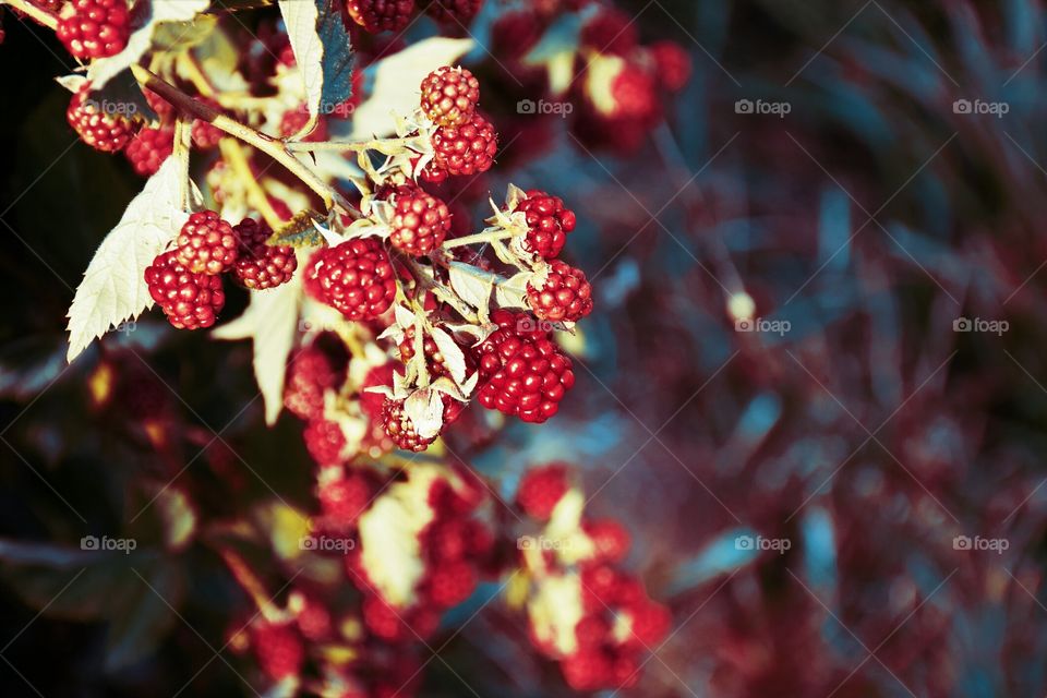 Raspberries close up