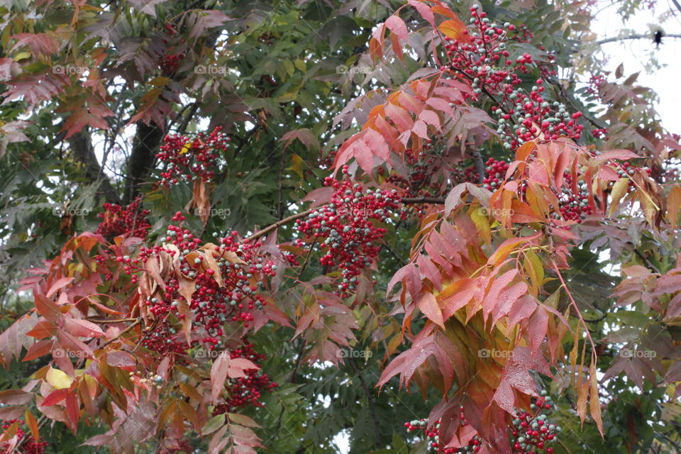 fall trees leaves