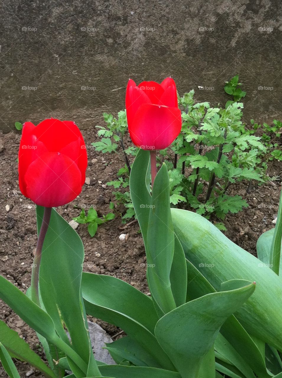 Tulips in Spring 