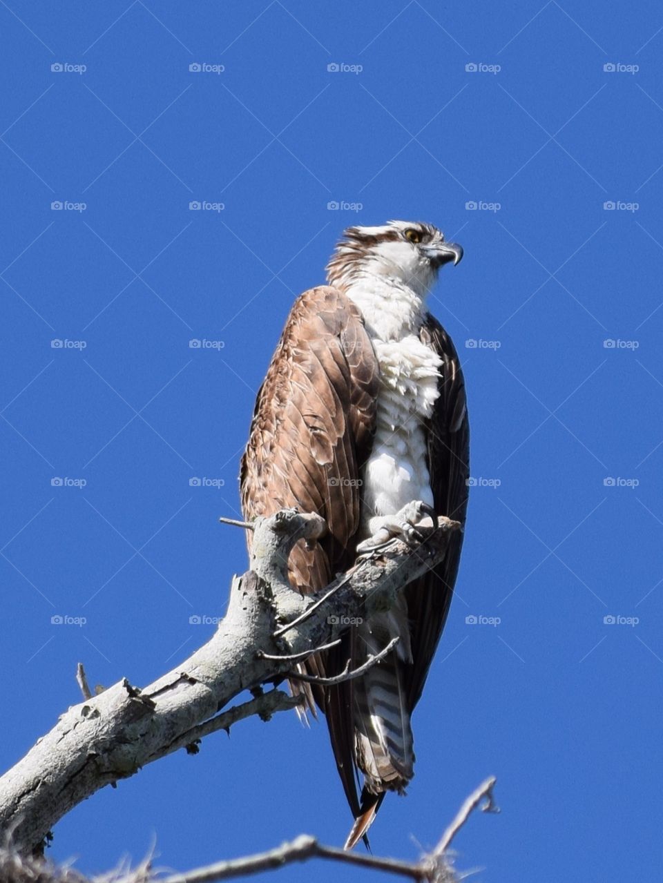 Caught this beautiful osprey looking for something to eat this morning