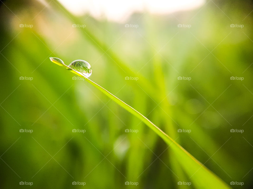 water droplet on a green blade of grass