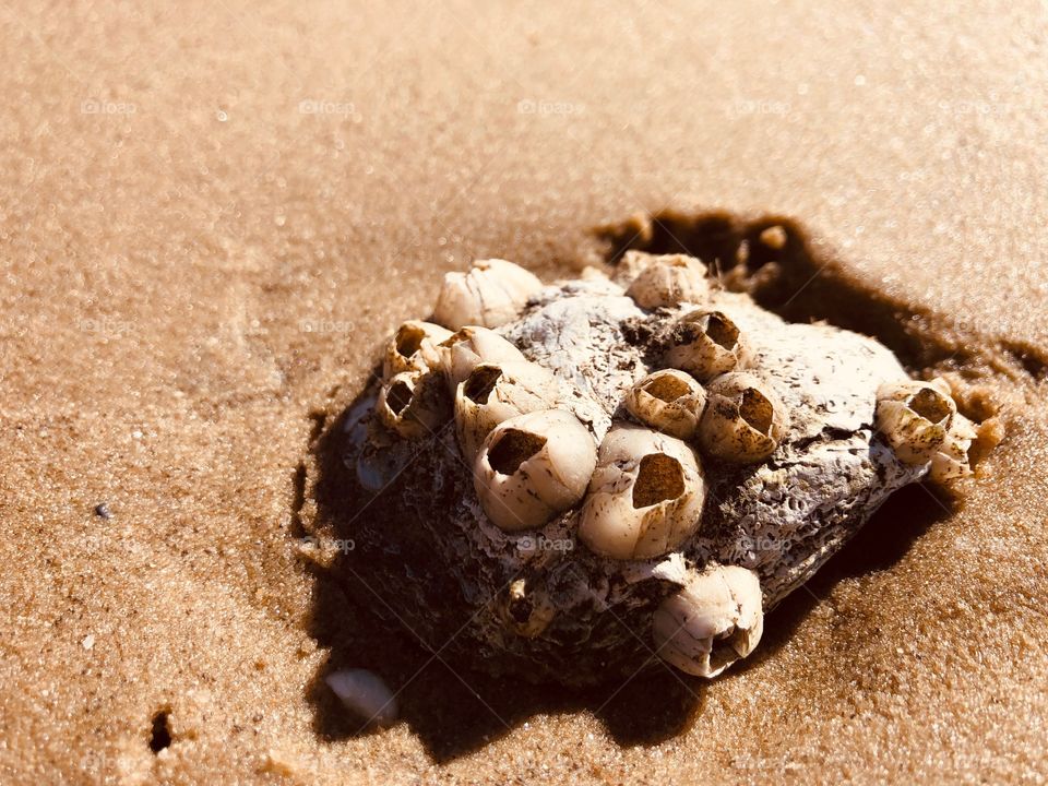 Coral on the Beach