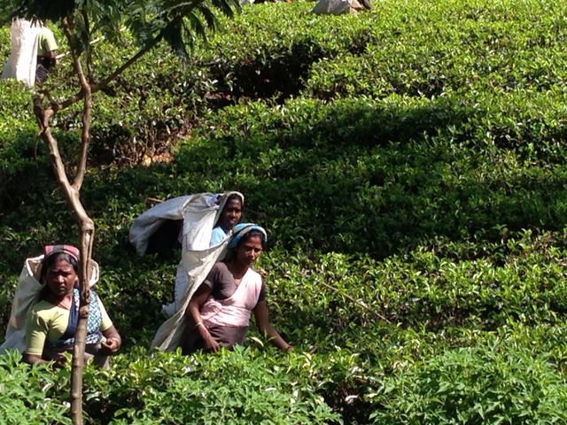 Sri Lanka tea plantation