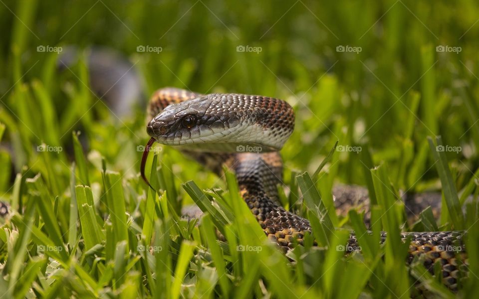 Snake on the Green grass