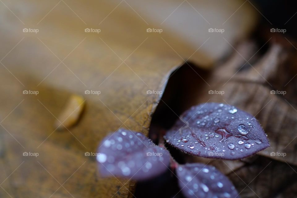 water droplets on leaf