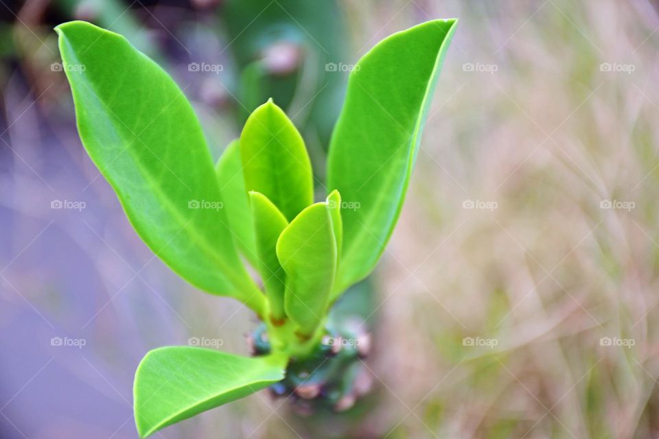 Leaves of a cactus