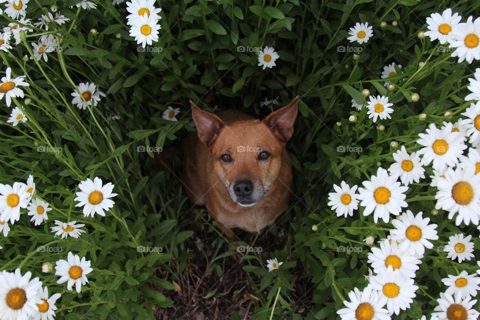 Lily in the flowers 