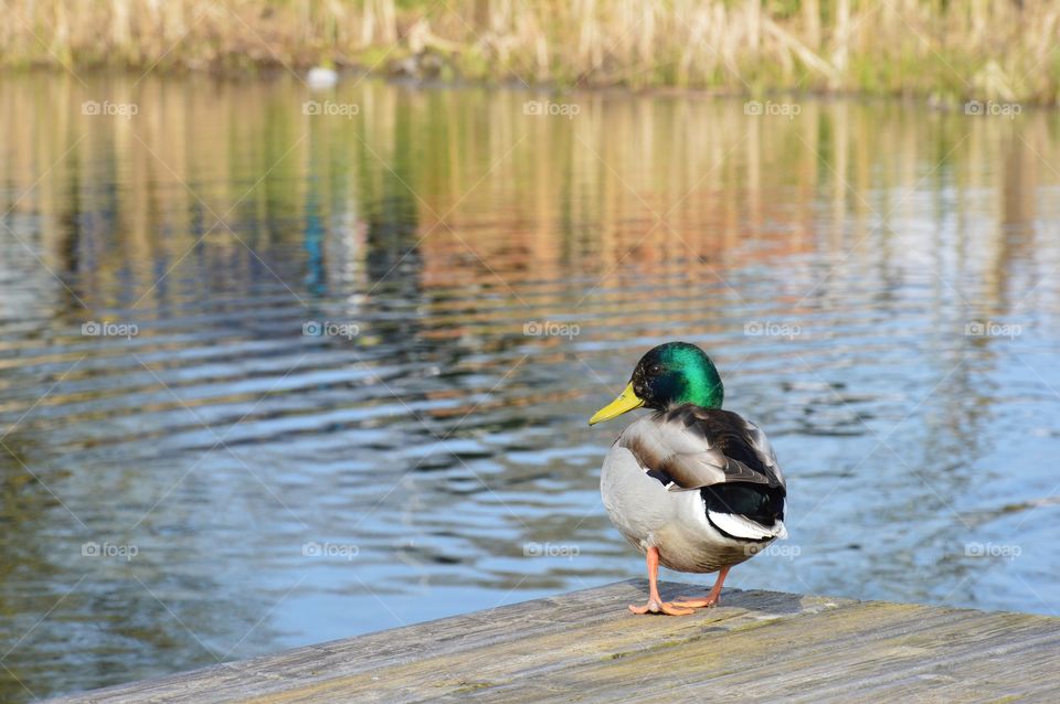 duck on footbridge