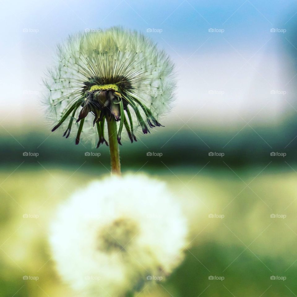 Dandelion