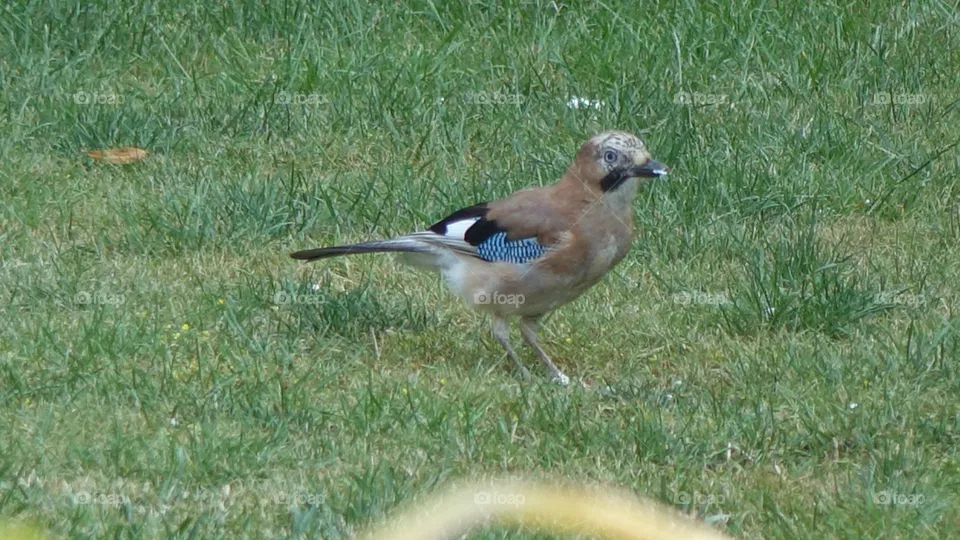 Jay