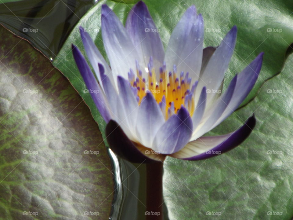 Purple Water Lilly Flower