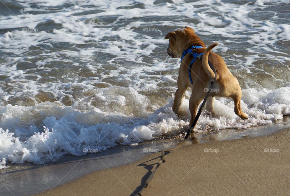 Dog at beach