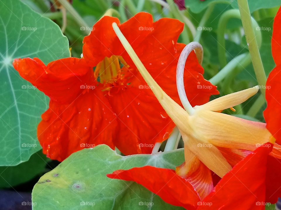 Red Flower 🌷(Kapuzinerkresse)