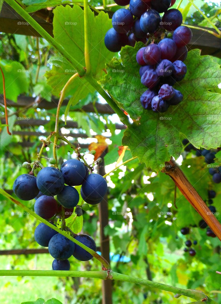 grapes