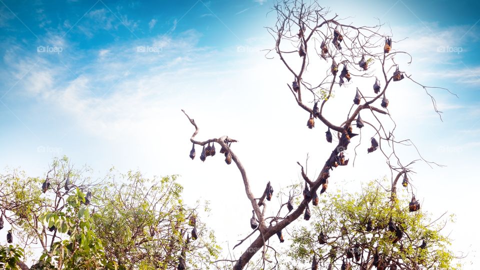 During the summer, bats roost in the caves, tree cavities, and often dark hidden areas like chimneys, attics, and sheds. Since bats are valuable to the ecosystem.