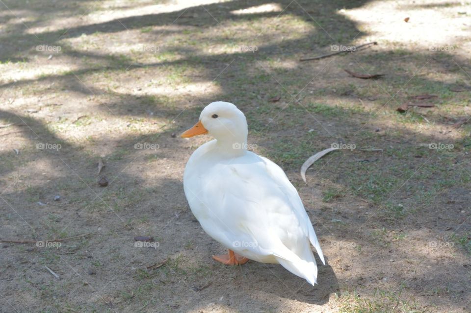 The Duck friend.