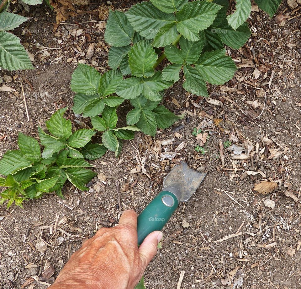 Digging weed from garden 