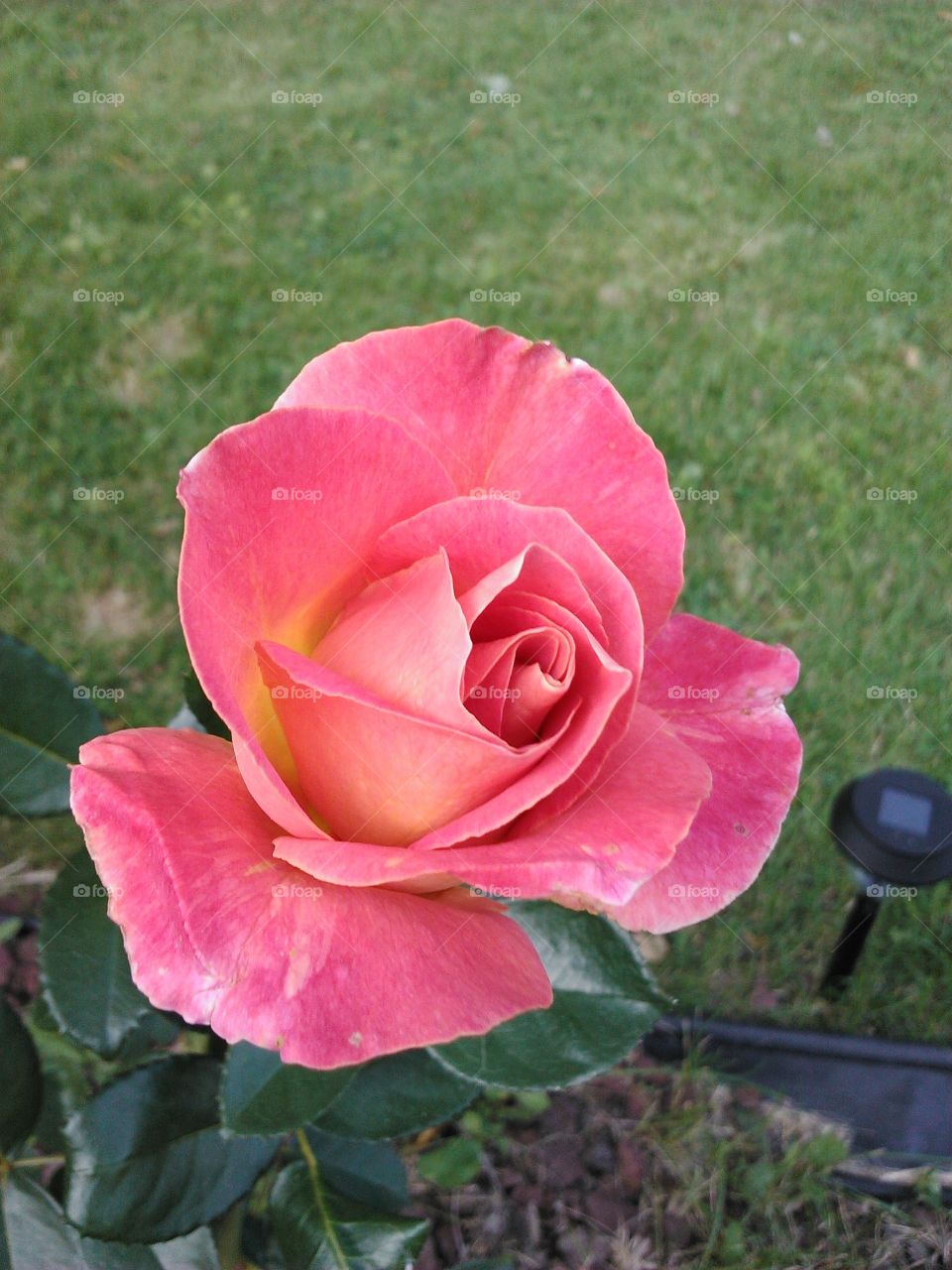 Flower, Rose, Nature, Garden, Petal