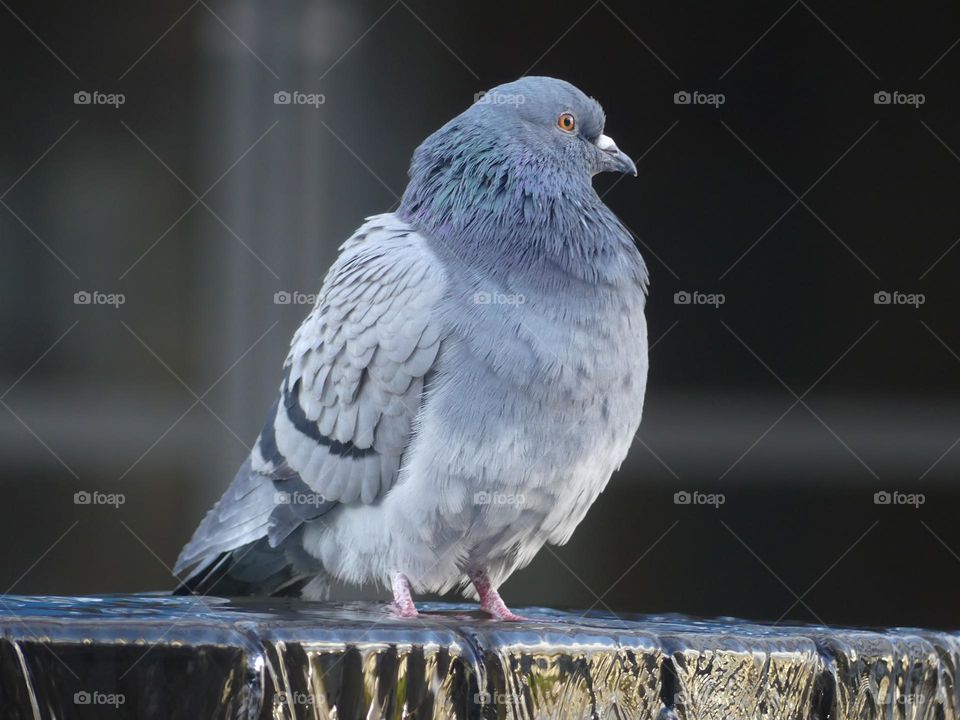 Pigeon 