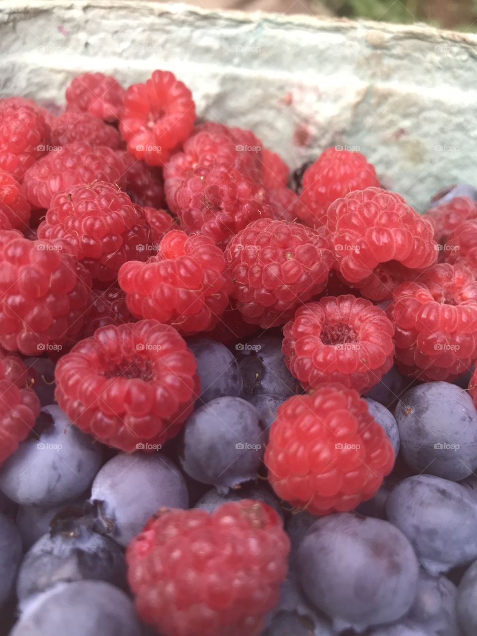 Berry harvest 