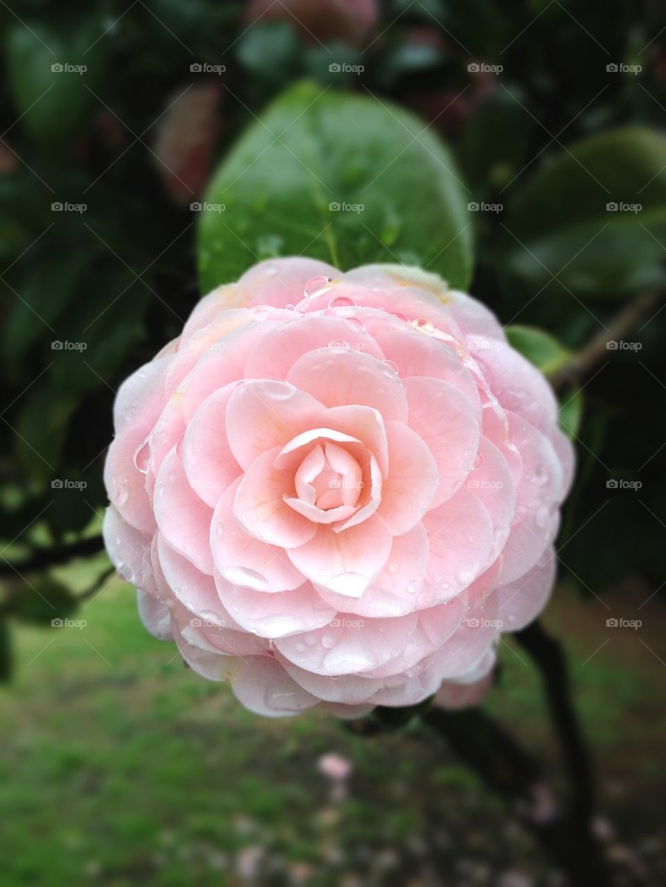 Raindrops on "roses"