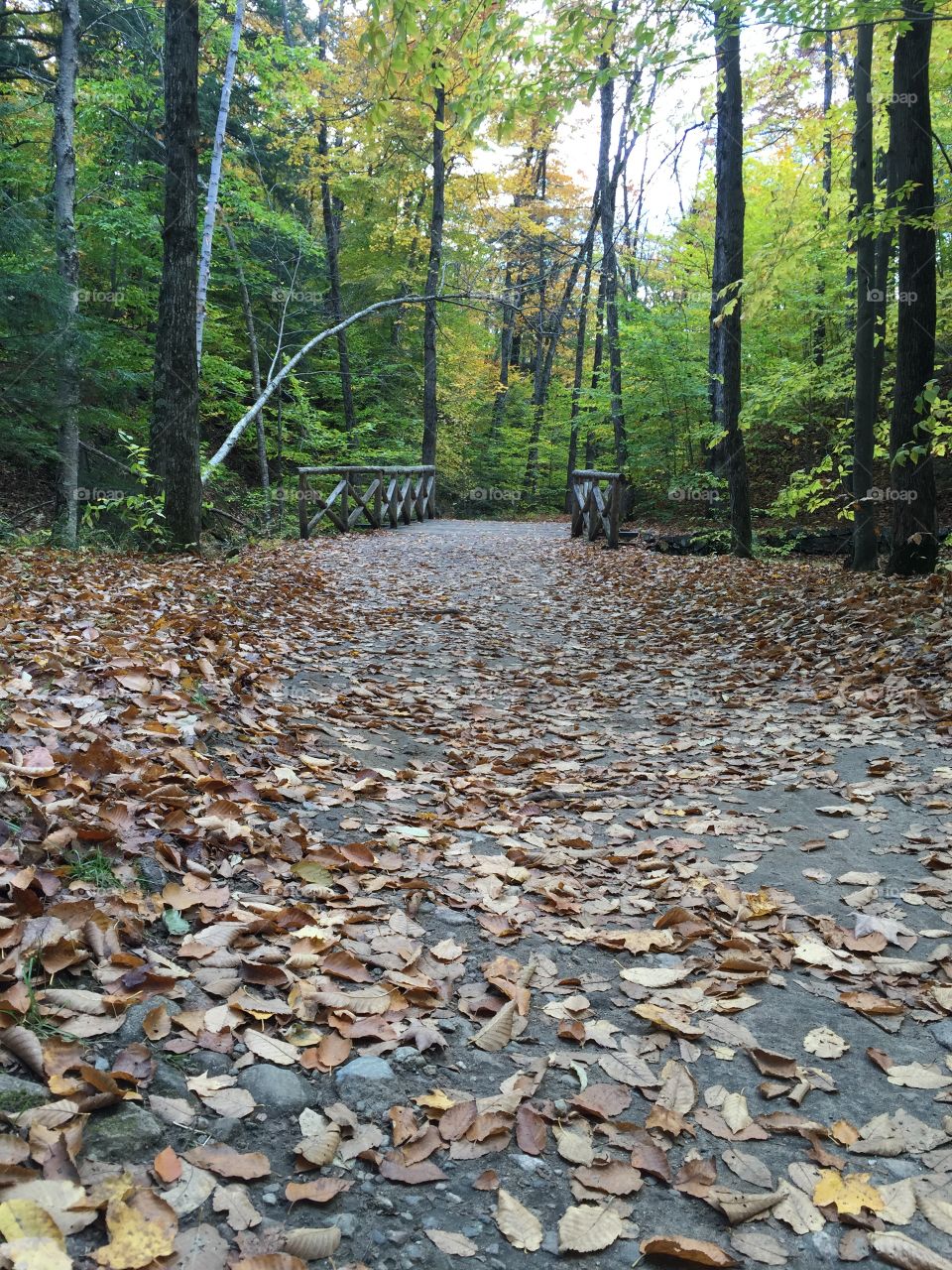 Walking through the Forrest 