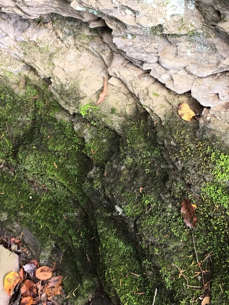 Moss on rock wall 