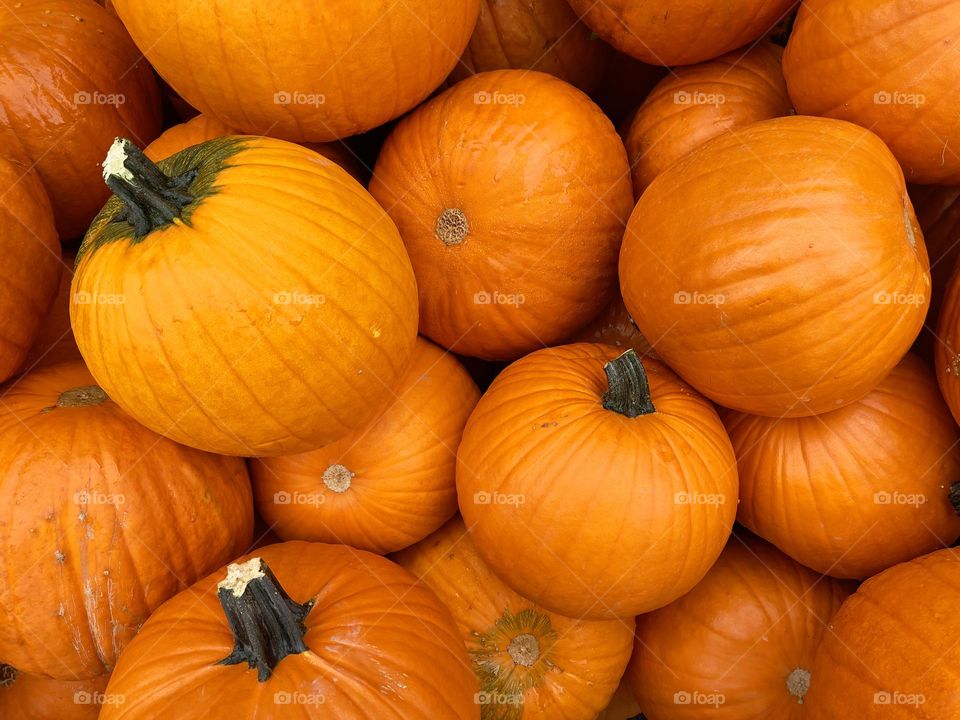 Many orange pumpkins, top view 