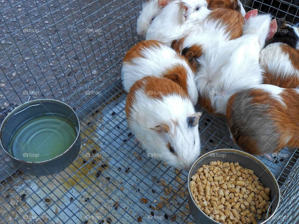 Guinea Pig at Feed