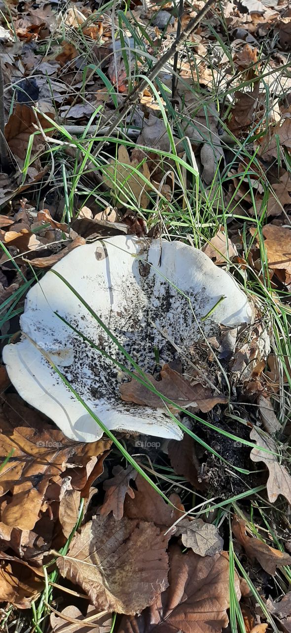 Big white mushroom in the forest