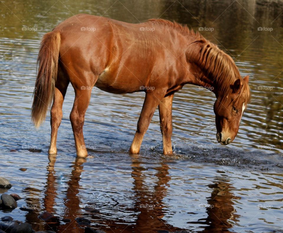 Salt River Wild Horse in Arizona