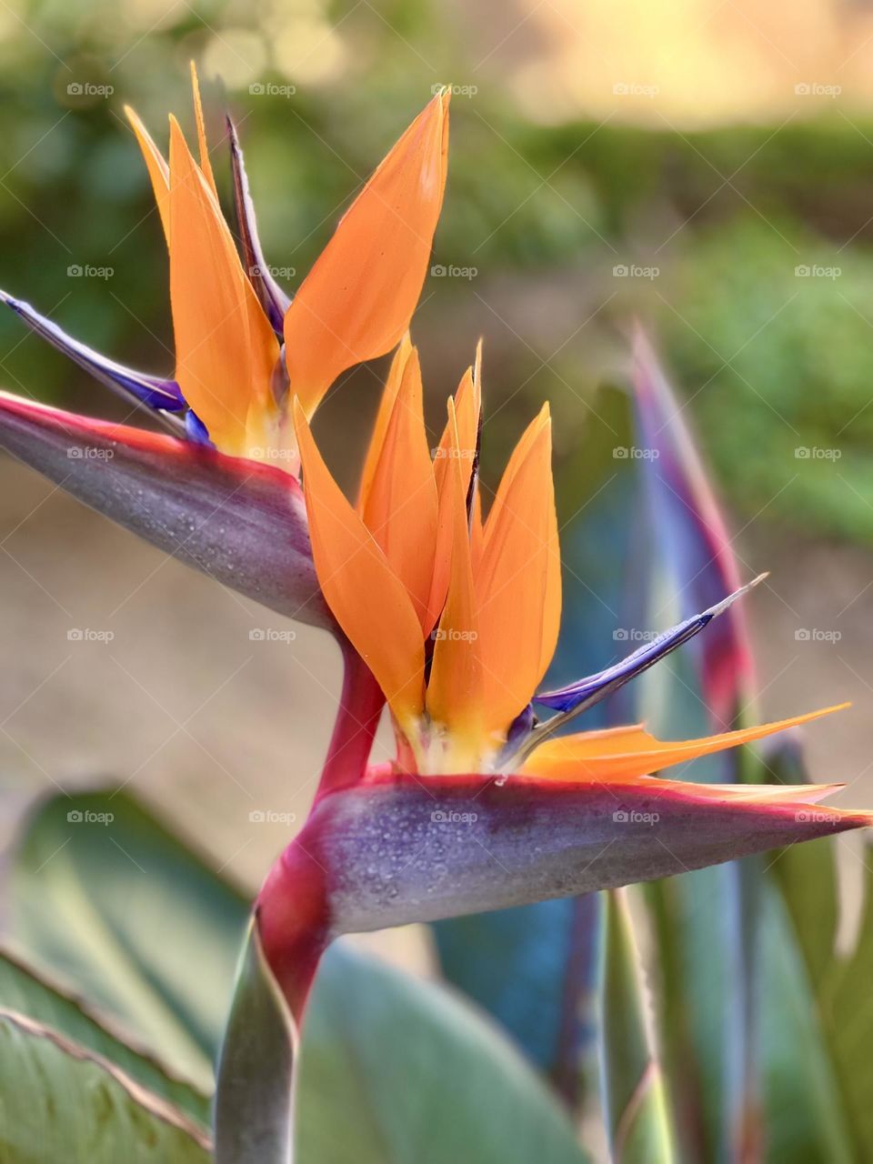 Bird Of Paradise 