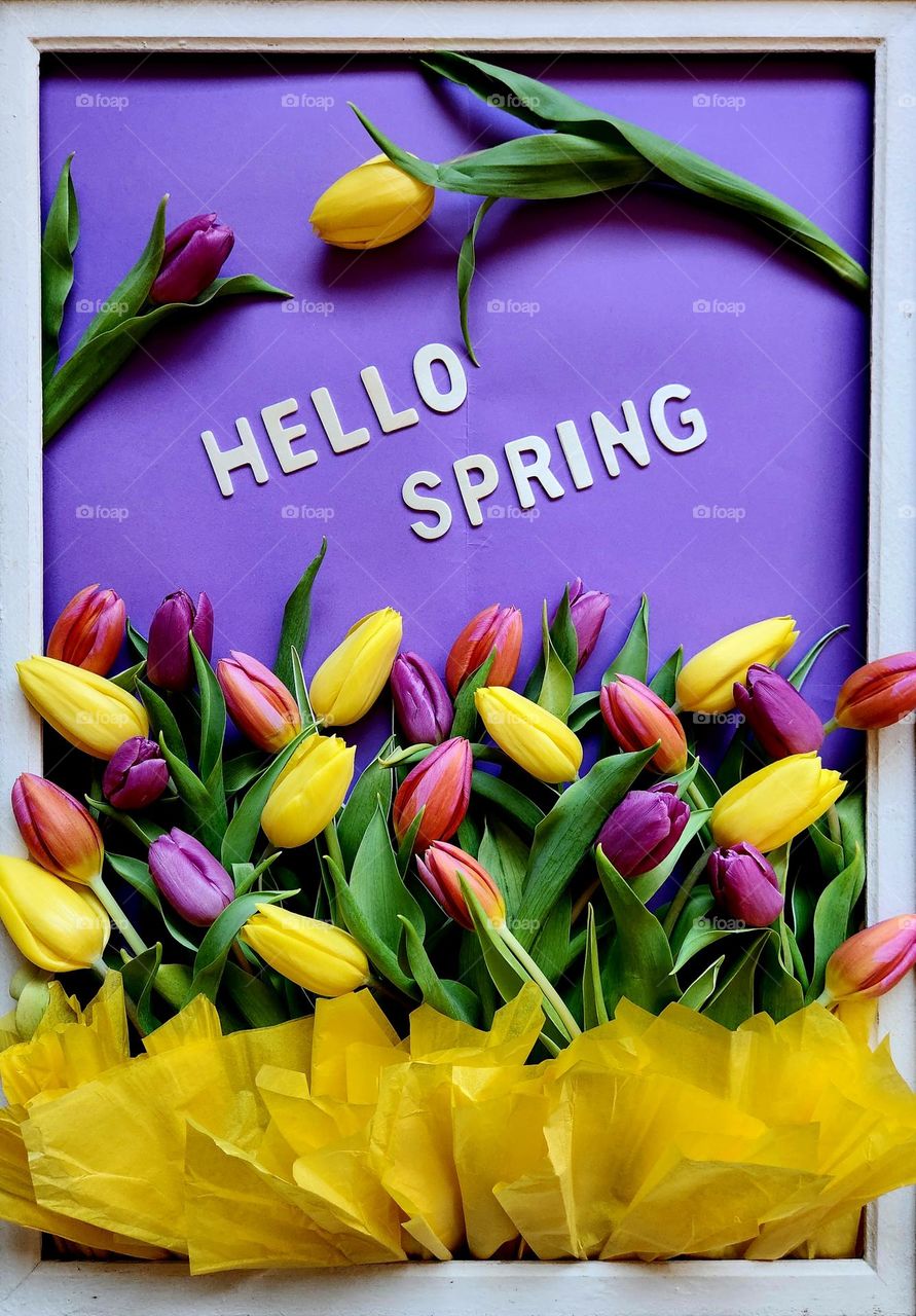Spring flatlay composition "Hello Spring" made of a wooden frame with a purple backgroung, wooden letters, yellow, purple and orange tulips, and yellow silk papers