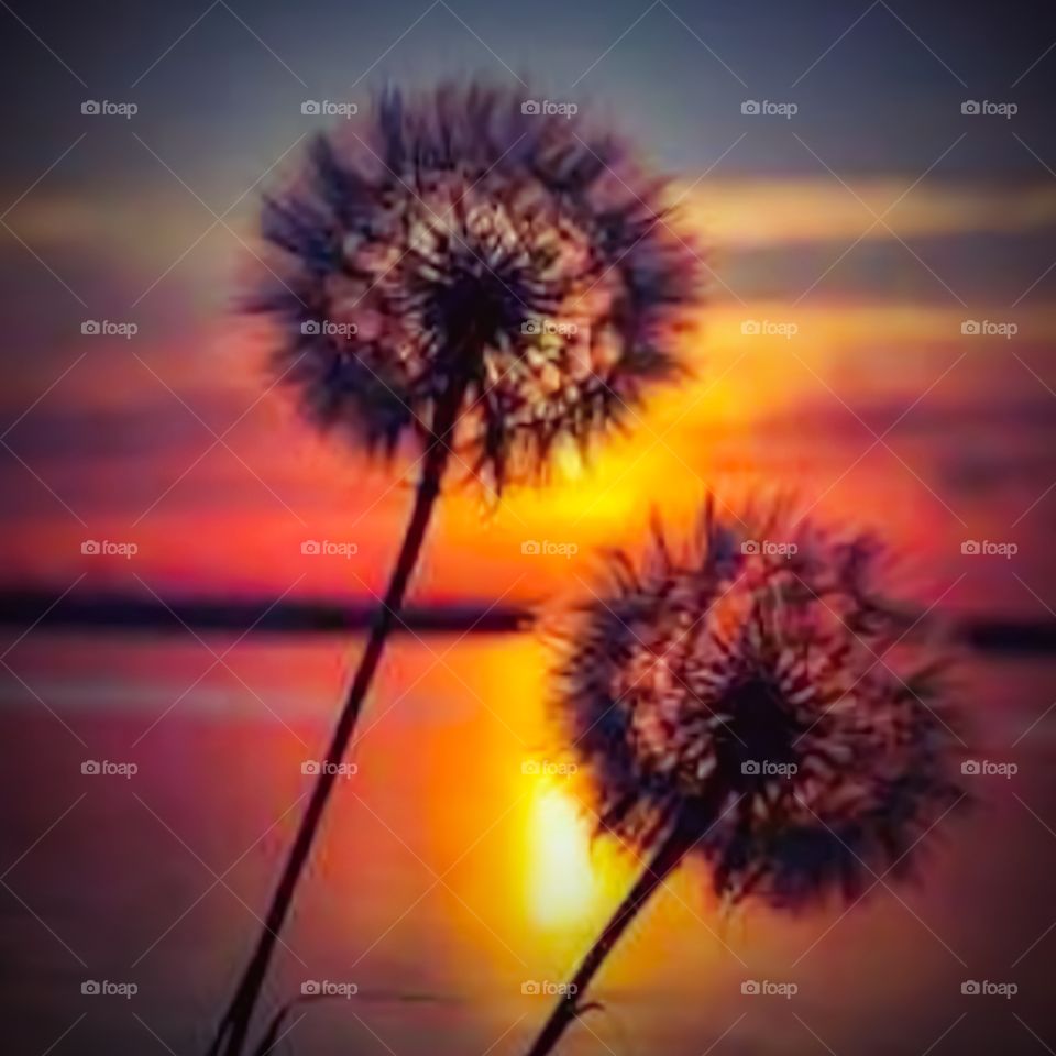 Dried flowers on the beach