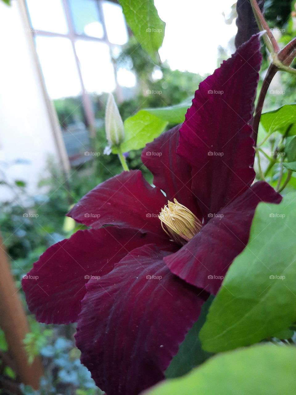 purple clematis in spring