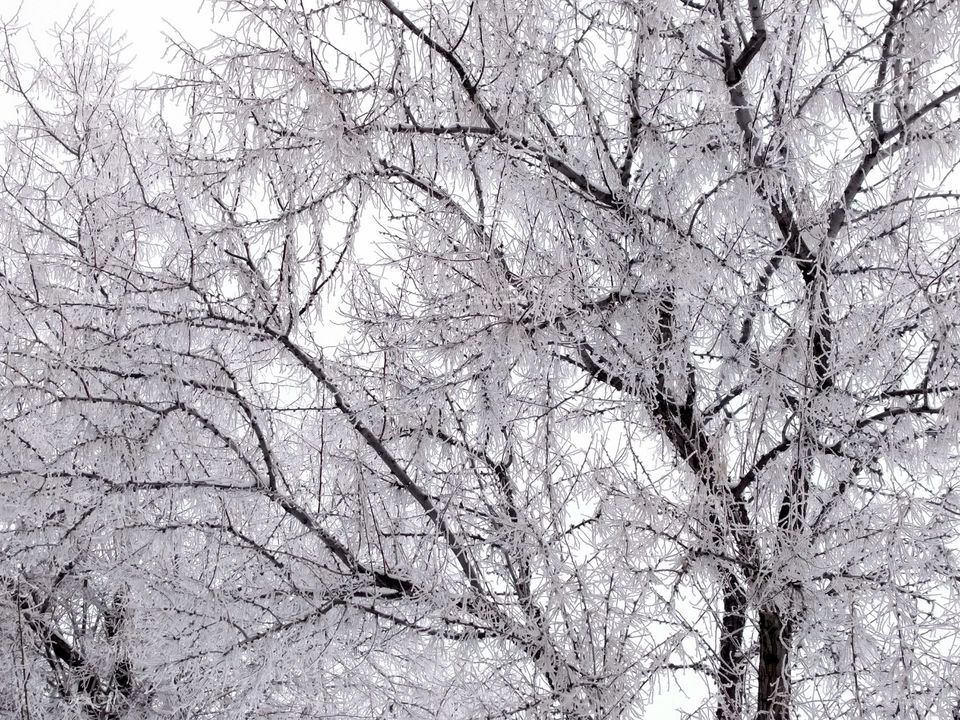 Frozen Ice Tree Background Winter Redmond Central Oregon Crooked River Ranch Terrebonne