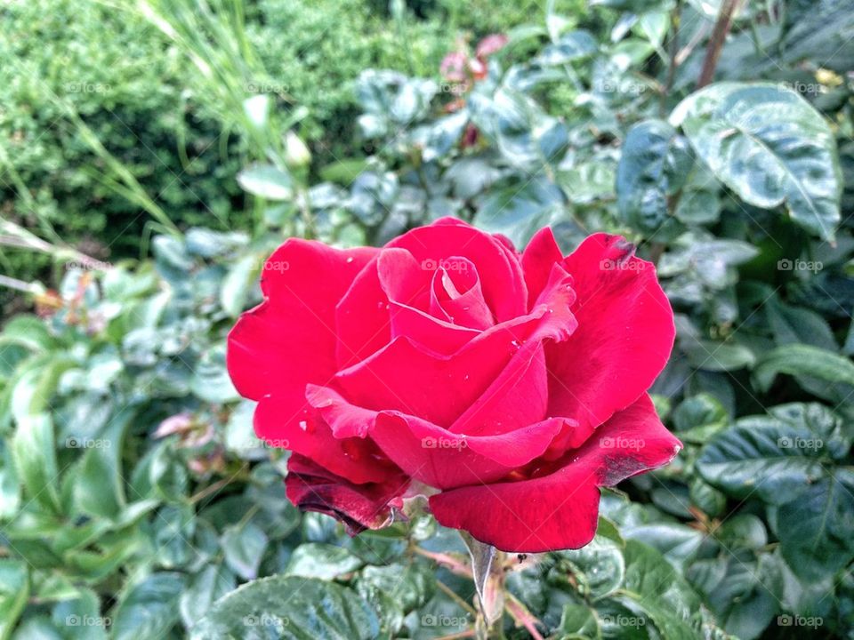 nature flower macro red by mrgrambo