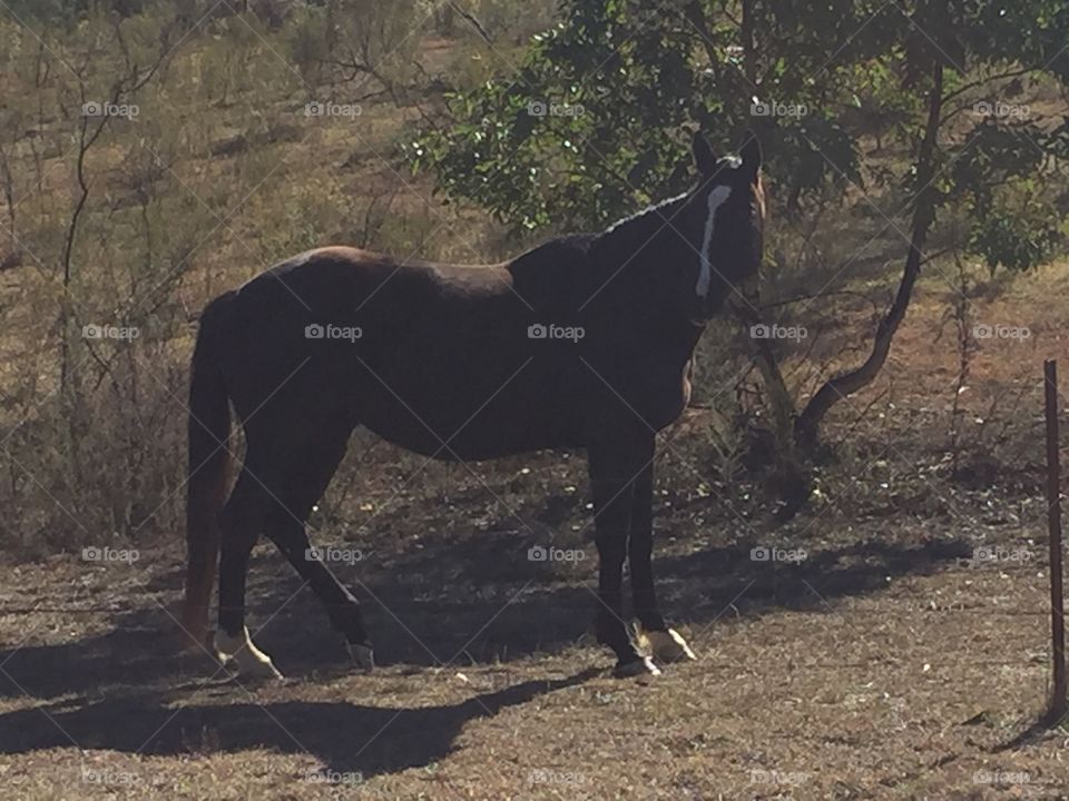 Black horse closeup