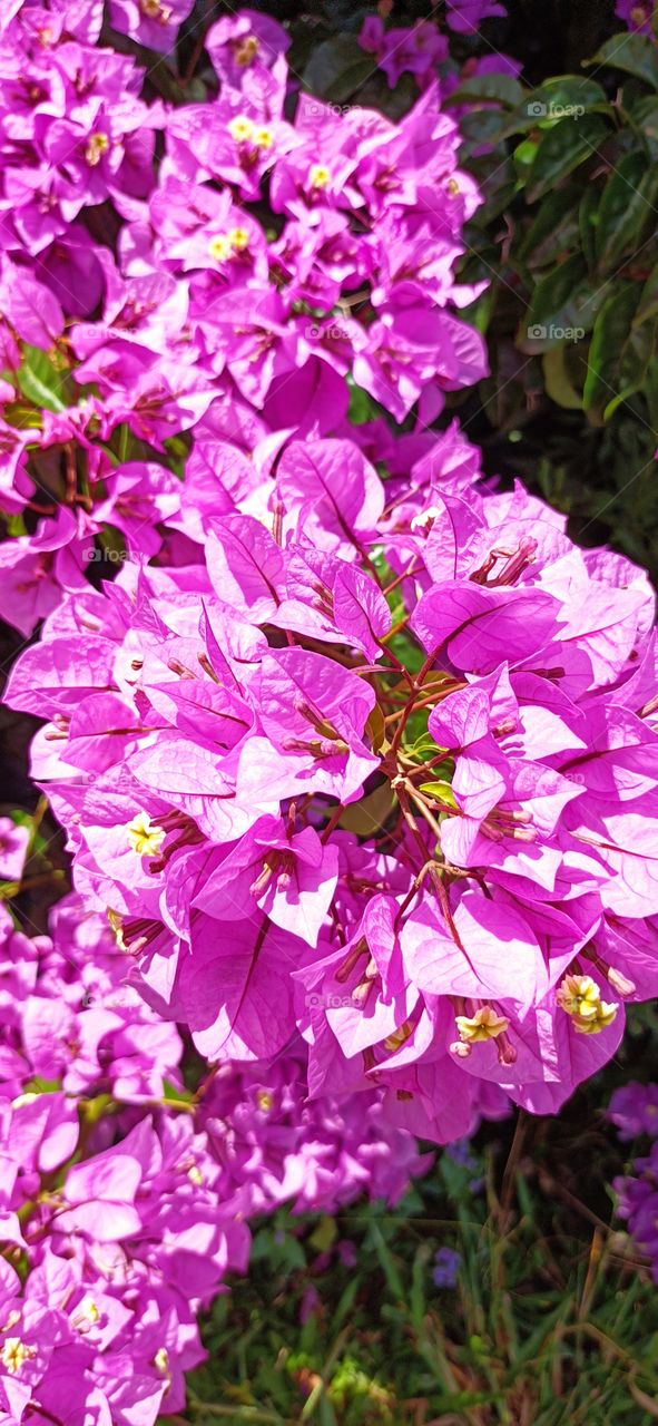 Bougainville pink