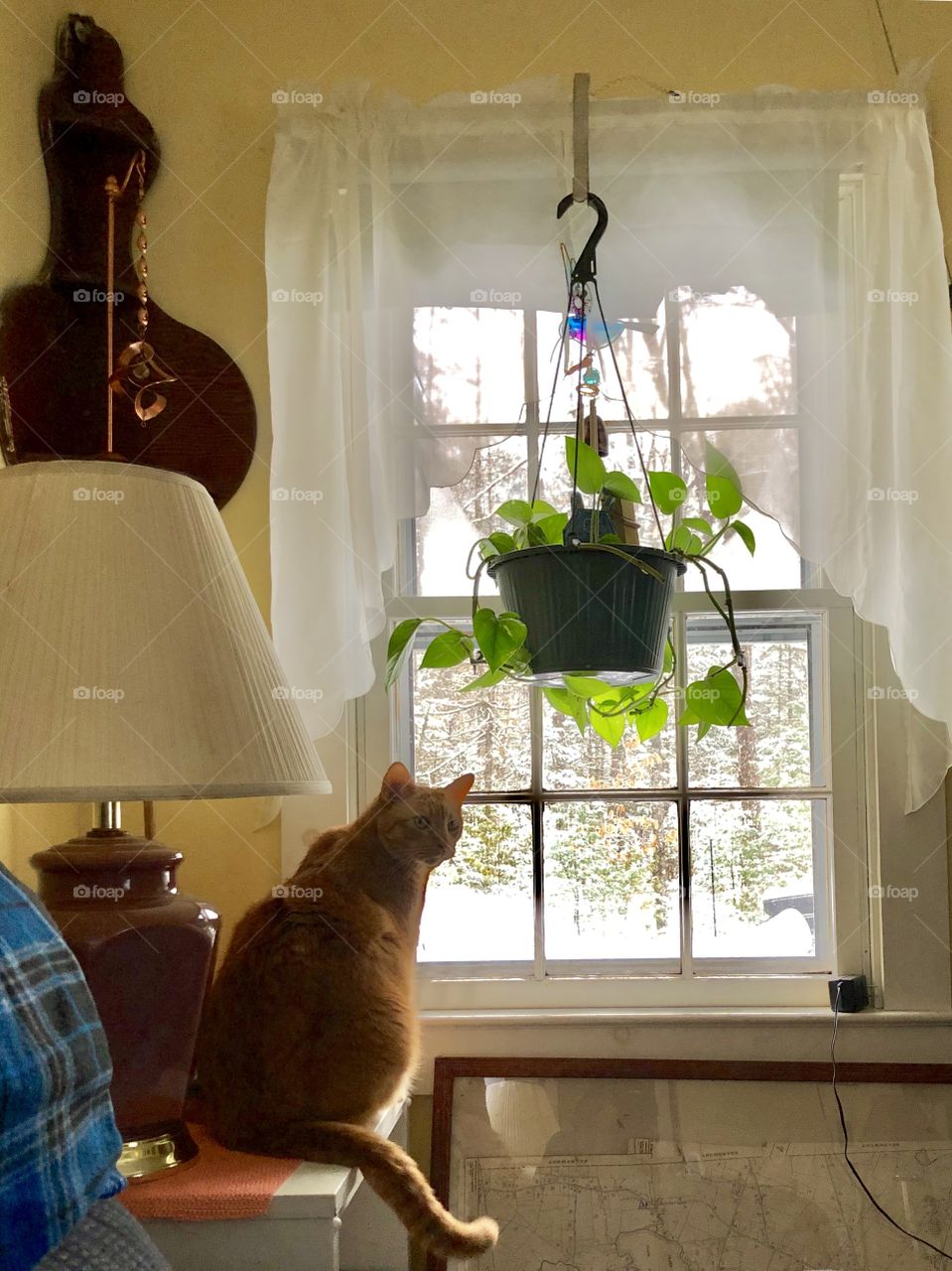 Relaxing and staying warm in the house with the cat as we watch the snow fall in the backyard through a glass window in the livingroom. 