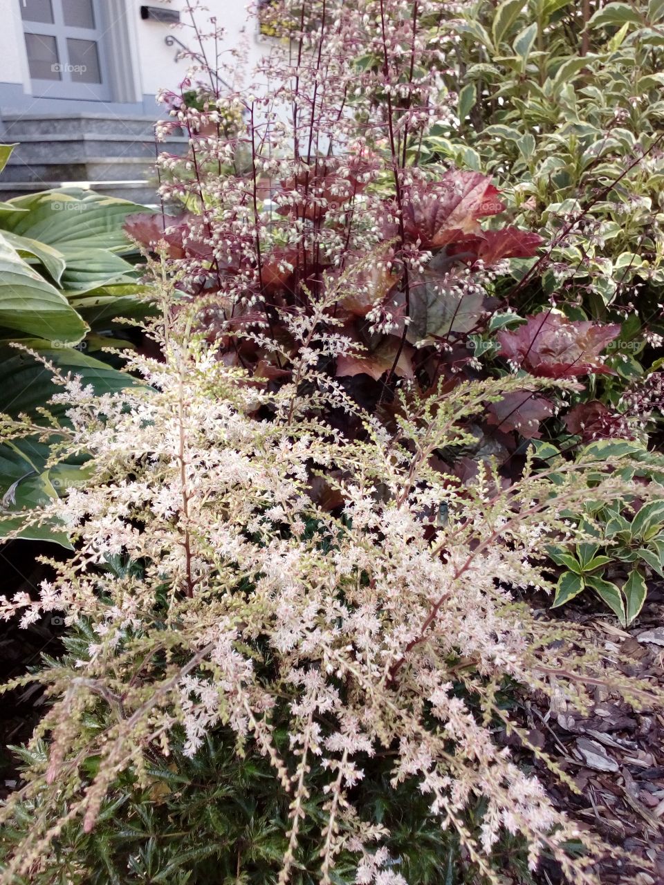 beautiful flowers in summer time