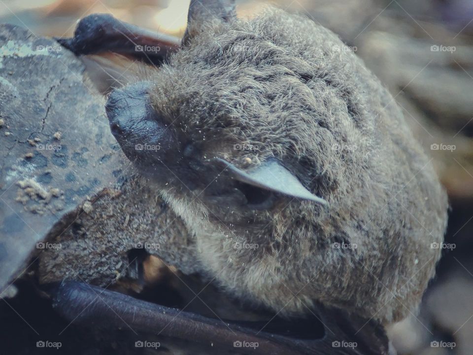 Nathusius's pipistrelle, Animal
