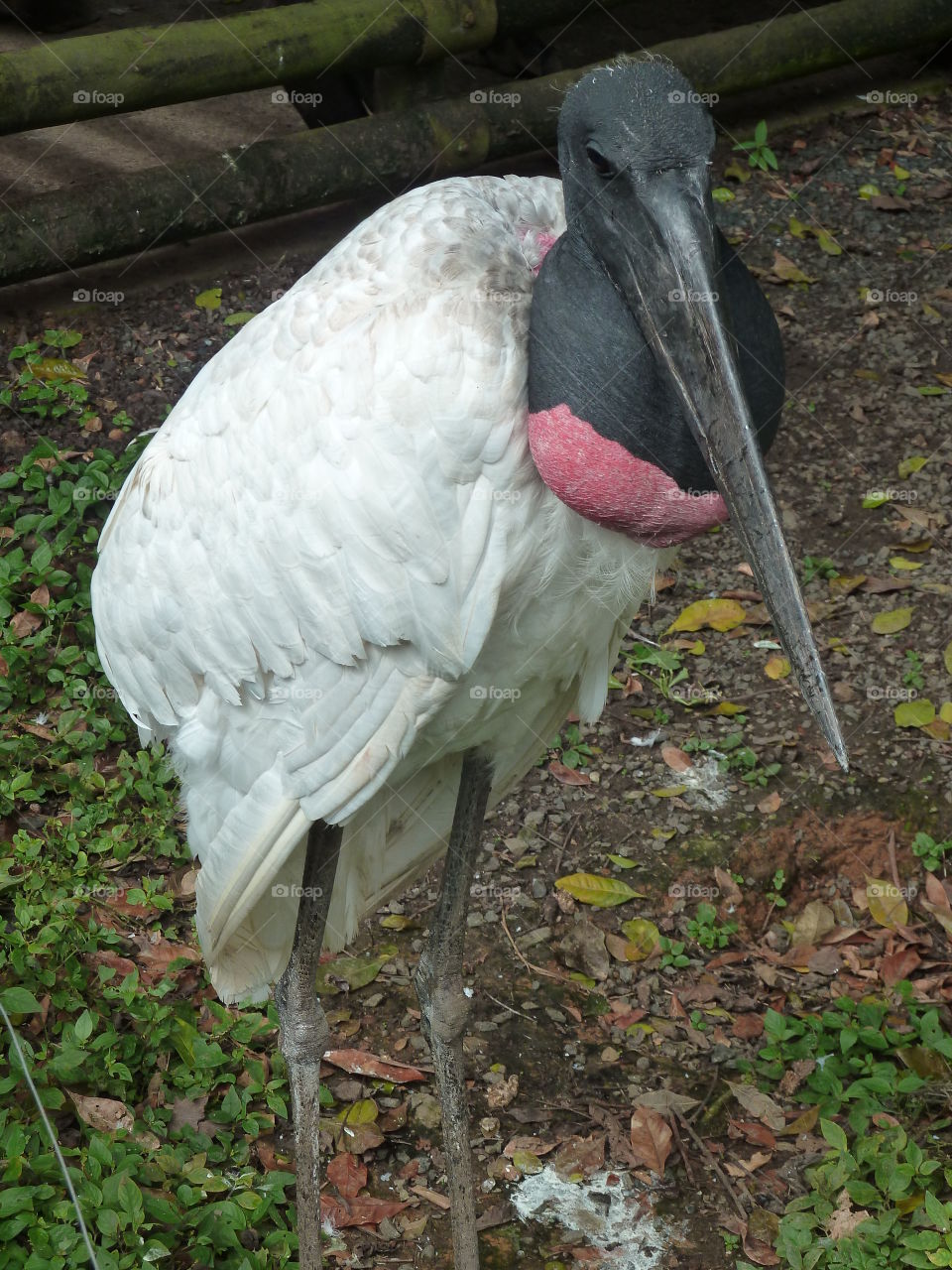 stork in Columbia