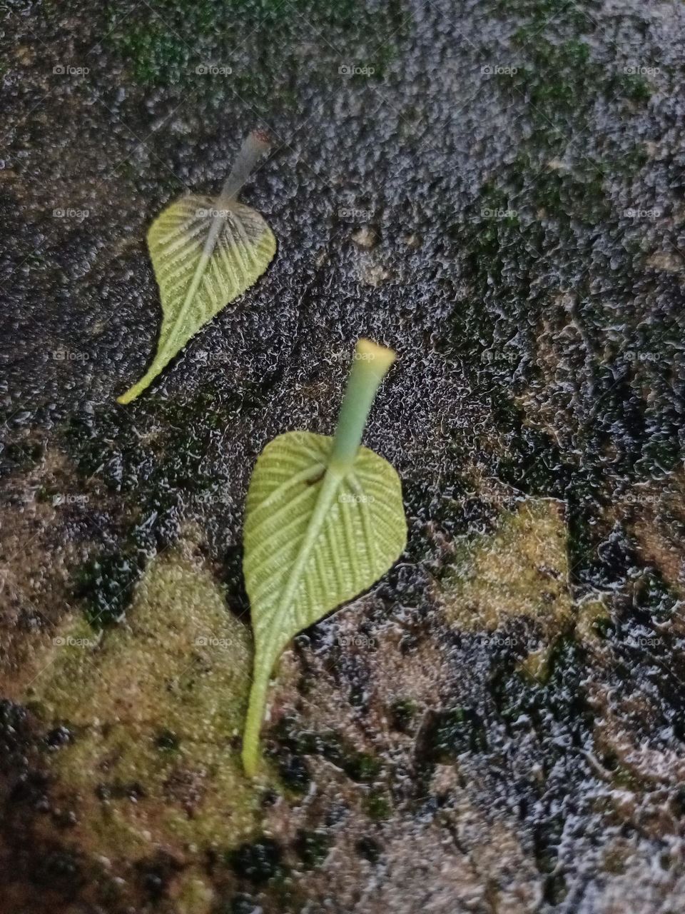 back side two green leaf black background