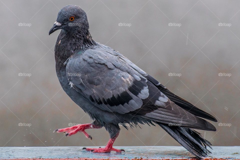 Pigeon walking on rain