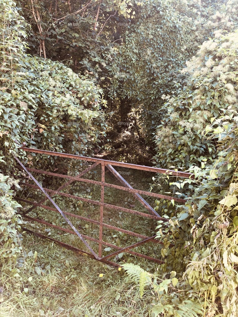 I love this gated country scene and l have covered it in color and black and white.