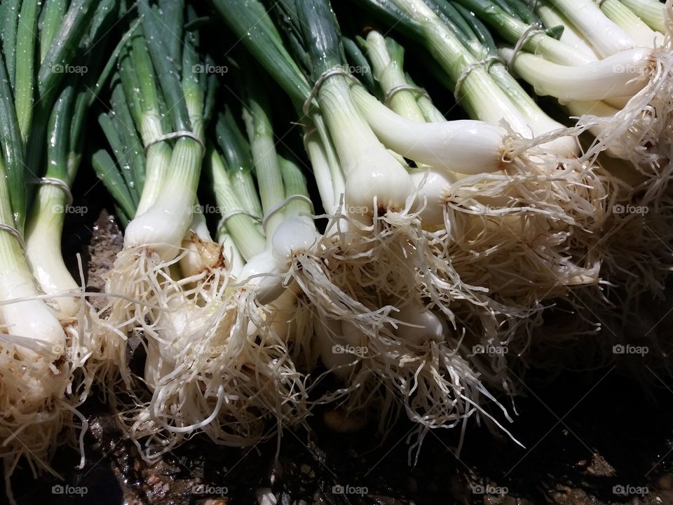 Close-up of fresh spring onions