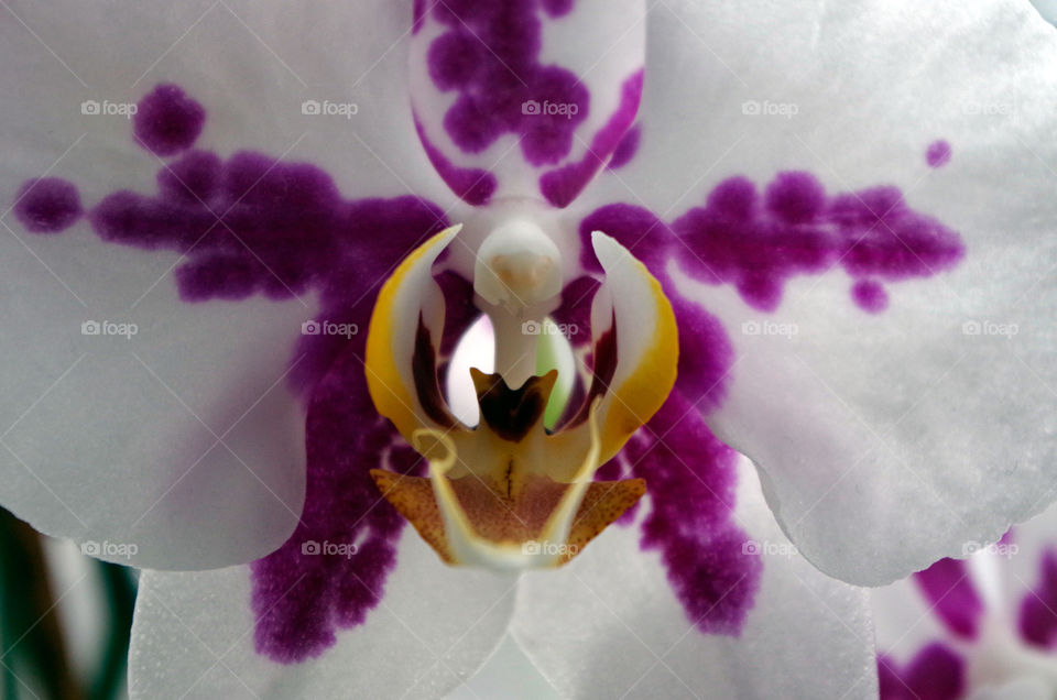 Macro shot of flower in Berlin, Germany.