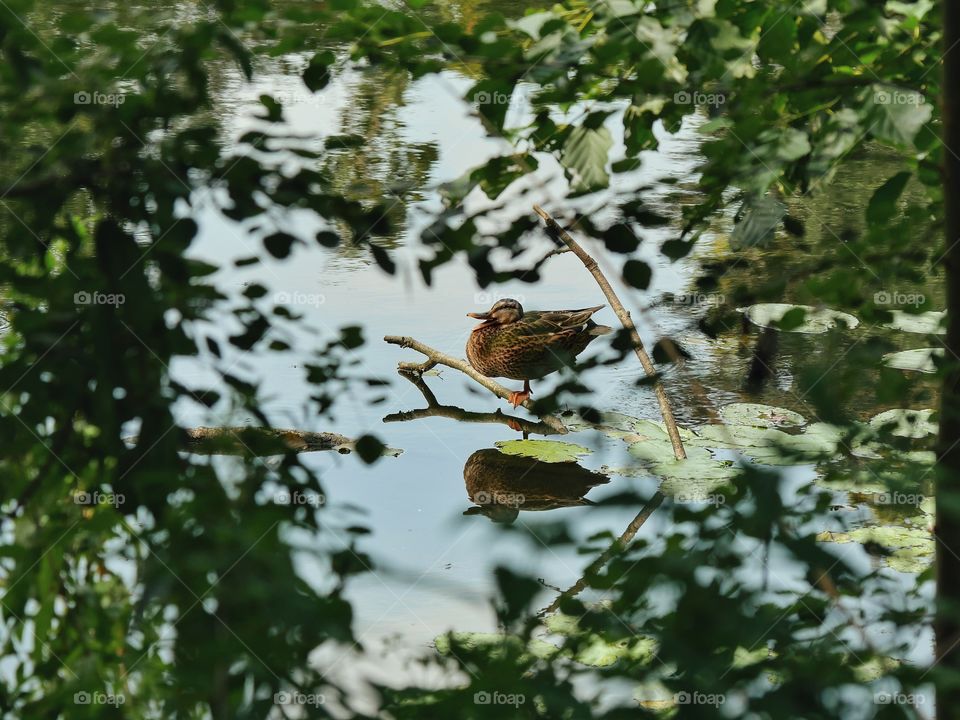 Duck on lake