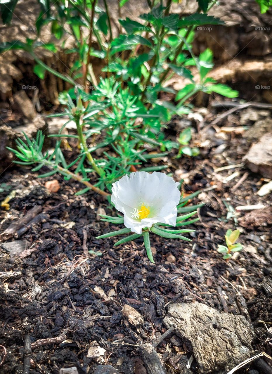 Flor nascendo na árvore